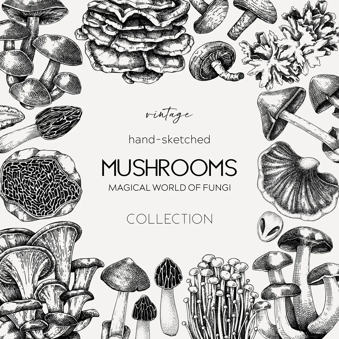 Edible mushrooms background. Forest mushrooms frame, card design. Fungi, healthy food, vegan product sketches. Autumn hand-drawn vector illustration. Engraved style design template Illustration
